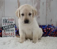 Fletch, a male Labrador Retriever for sale in Downing, MO – 2 of 8