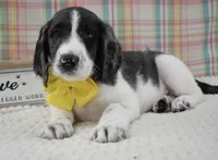 Abbey, a female Labradoodle for sale in Downing, MO – 9 of 9