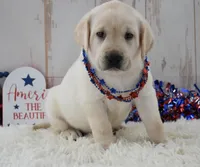 Faith , a female Labrador Retriever for sale in Downing, MO – 6 of 8