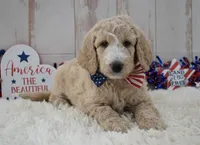 Lola, a female Goldendoodle for sale in Downing, MO – 4 of 7