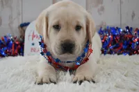 Faith , a female Labrador Retriever for sale in Downing, MO – 5 of 8
