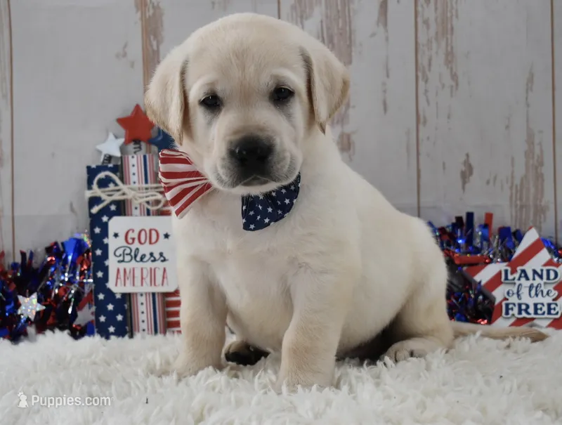 Felix – Labrador Retriever puppy for sale in Downing, MO