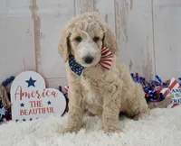 Lola, a female Goldendoodle for sale in Downing, MO – 6 of 7