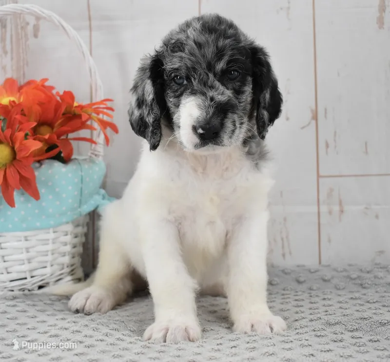 Ava – Labradoodle puppy for sale in Downing, MO