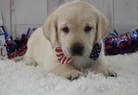 Finn, a male Labrador Retriever for sale in Downing, MO – 6 of 8