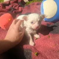 ALittleBit, a female Chihuahua for sale in West Plains, MO – 10 of 10