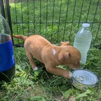 UpToYou, a male Chihuahua for sale in West Plains, MO – 5 of 6