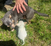 Up2You, a male Chihuahua for sale in West Plains, MO – 6 of 9