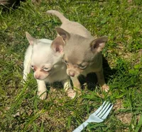 Up2You, a male Chihuahua for sale in West Plains, MO – 3 of 9