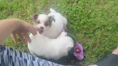 Long-hairedGirlie, a female Chihuahua for sale in West Plains, MO – 10 of 10