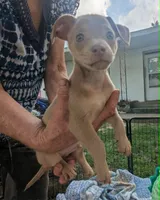 Future, a male Chihuahua for sale in West Plains, MO – 4 of 7