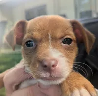 heterochromia!, a male Chihuahua for sale in West Plains, MO – 2 of 8