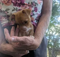 heterochromia!, a male Chihuahua for sale in West Plains, MO – 5 of 8