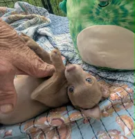 Future, a male Chihuahua for sale in West Plains, MO – 2 of 7