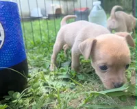 Future, a male Chihuahua for sale in West Plains, MO – 8 of 9
