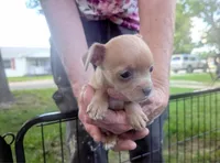YouPick, a male Chihuahua for sale in West Plains, MO – 2 of 10