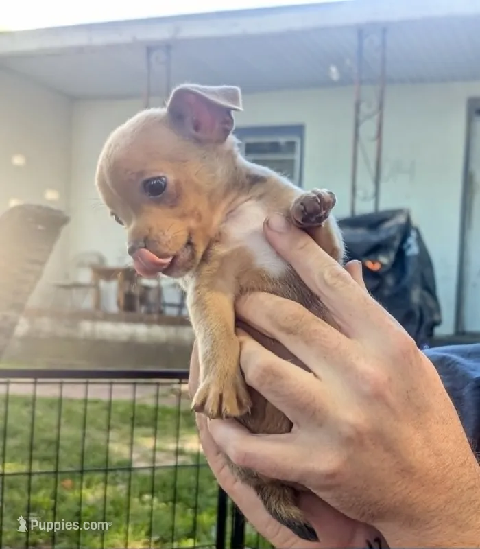 Future – Chihuahua puppy for sale in West Plains, MO