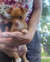 heterochromia!, a male Chihuahua for sale in West Plains, MO – 6 of 8