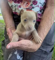 Someday, a male Chihuahua for sale in West Plains, MO – 9 of 10