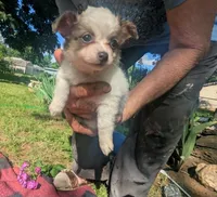NowOrNever, a female Chihuahua for sale in West Plains, MO – 1 of 8