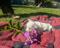 Long-hairedGirlie, a female Chihuahua for sale in West Plains, MO – 3 of 10