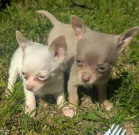 NotYet, a male Chihuahua for sale in West Plains, MO – 9 of 10