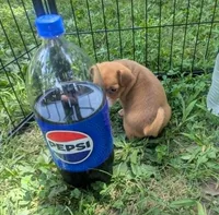 UpToYou, a male Chihuahua for sale in West Plains, MO – 3 of 6