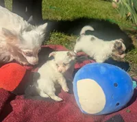 ALittleBit, a female Chihuahua for sale in West Plains, MO – 3 of 10