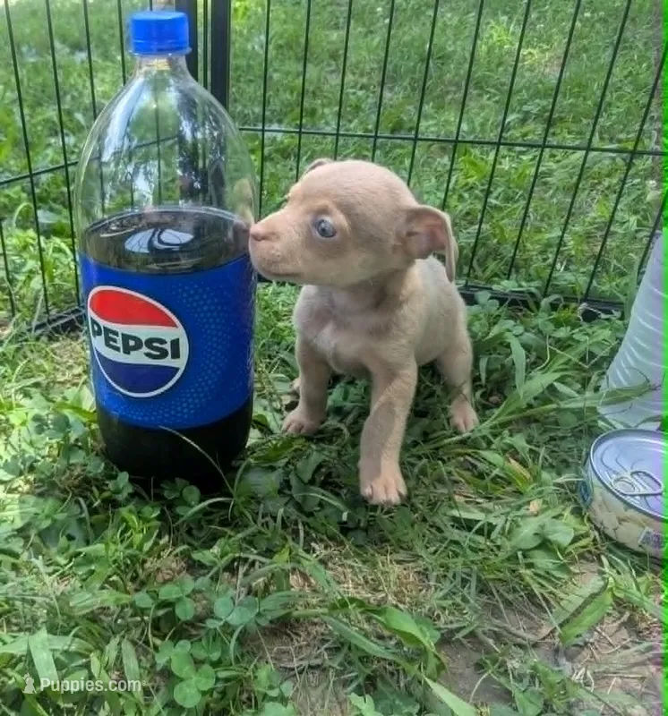 Someday – Chihuahua puppy for sale in West Plains, MO