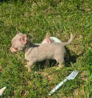 NotYet, a male Chihuahua for sale in West Plains, MO – 10 of 10