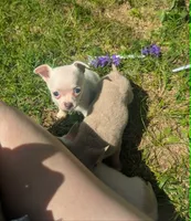InTheFuture, a female Chihuahua for sale in West Plains, MO – 7 of 9