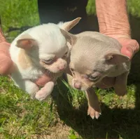 NotYet, a male Chihuahua for sale in West Plains, MO – 3 of 10