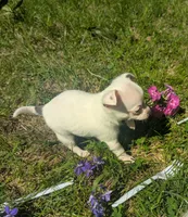 InTheFuture, a female Chihuahua for sale in West Plains, MO – 4 of 9