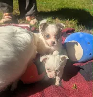 Long-hairedGirlie, a female Chihuahua for sale in West Plains, MO – 7 of 10