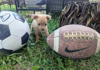 Future, a male Chihuahua for sale in West Plains, MO – 1 of 9