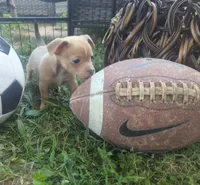 Future, a male Chihuahua for sale in West Plains, MO – 2 of 9
