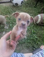 Future, a male Chihuahua for sale in West Plains, MO – 8 of 9