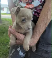 Someday, a male Chihuahua for sale in West Plains, MO – 10 of 10