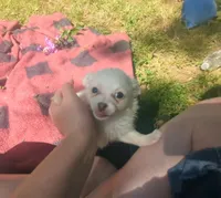 Long-hairedBeauty, a female Chihuahua for sale in West Plains, MO – 7 of 10