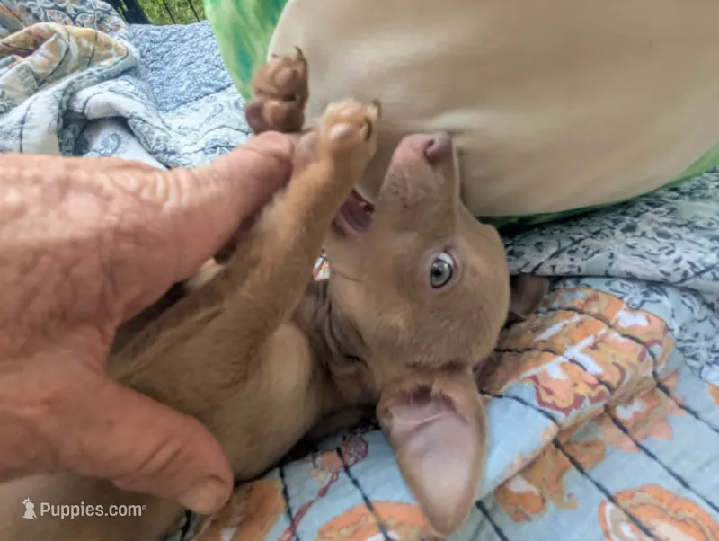 Future – Chihuahua puppy for sale in West Plains, MO