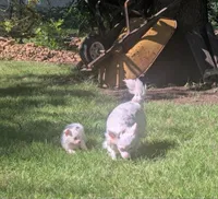 Long-hairedBeauty, a female Chihuahua for sale in West Plains, MO – 9 of 10
