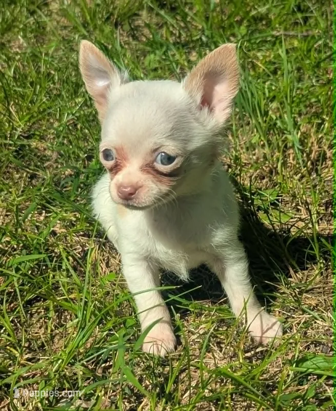 Up2You – Chihuahua puppy for sale in West Plains, MO