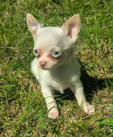 Up2You, a male Chihuahua for sale in West Plains, MO – 1 of 9