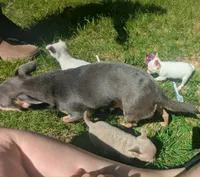 InTheFuture, a female Chihuahua for sale in West Plains, MO – 2 of 9
