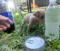 Future, a male Chihuahua for sale in West Plains, MO – 1 of 9