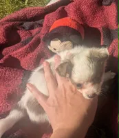 NowOrNever, a female Chihuahua for sale in West Plains, MO – 6 of 8