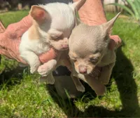 NotYet, a male Chihuahua for sale in West Plains, MO – 7 of 10