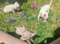 NotYet, a male Chihuahua for sale in West Plains, MO – 4 of 10