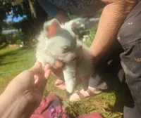 Long-hairedBeauty, a female Chihuahua for sale in West Plains, MO – 5 of 10