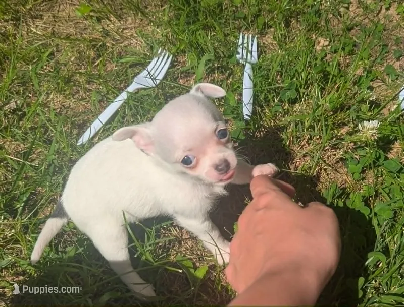 InTheFuture – Chihuahua puppy for sale in West Plains, MO